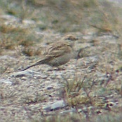 Greater Short-toed Lark  "Calandrella brachydactyla"